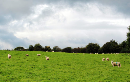 Sheep roaming around | Day trip to Brecon Beacons from Cardiff