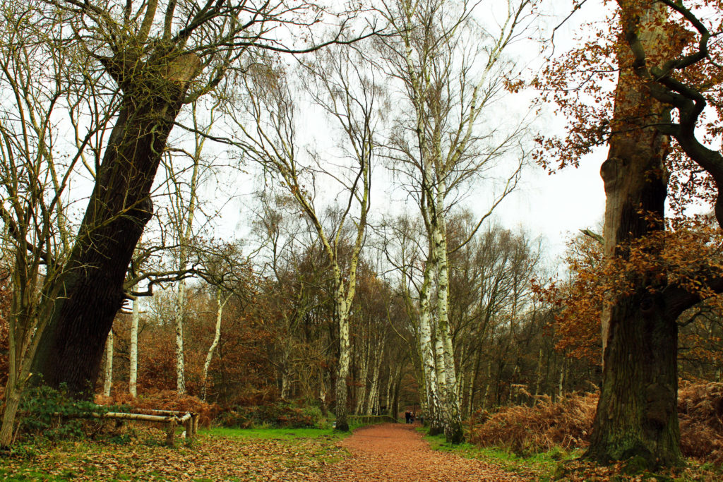 Sherwood Forest - Visit Nottingham in December for one day