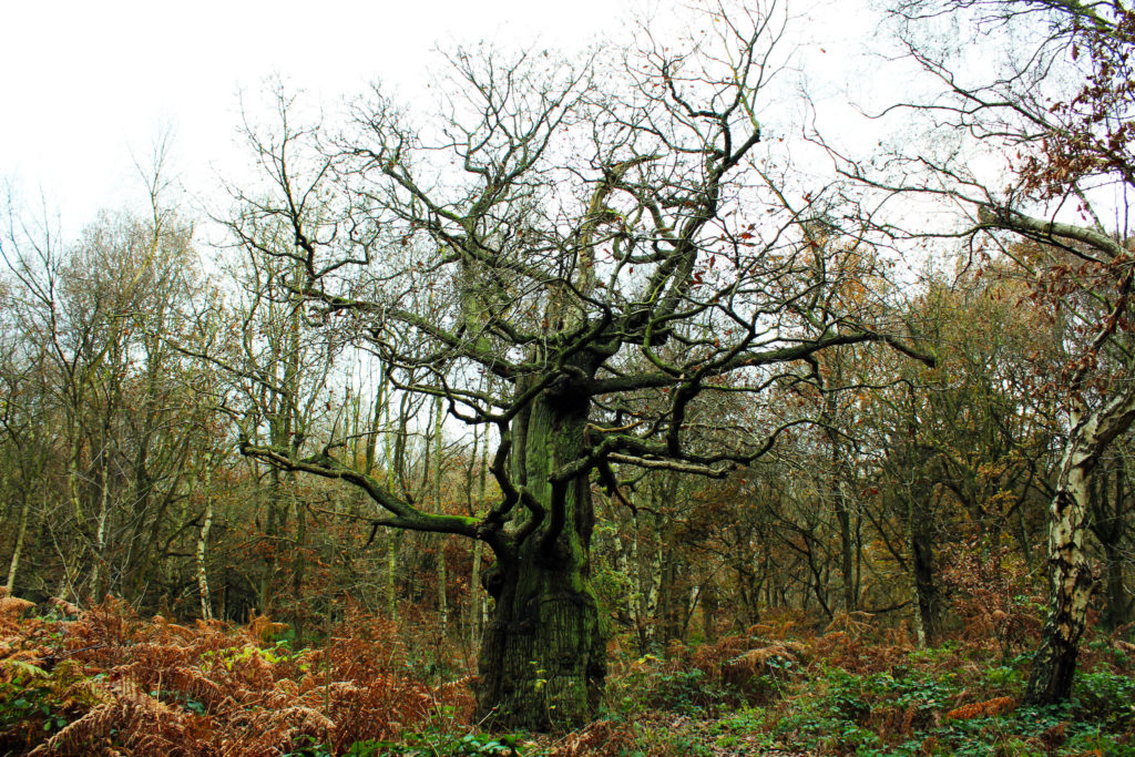 An oak at Sherwood Forest - Visit Nottingham in December for one day
