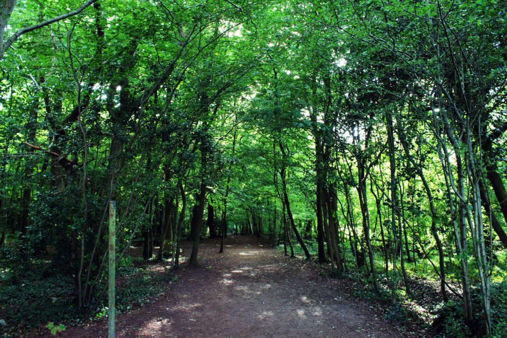 The fairy-tale shady woods surrounding the Manjushri KMC Ulverston