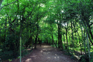 The fairy-tale shady woods surrounding the Manjushri KMC Ulverston
