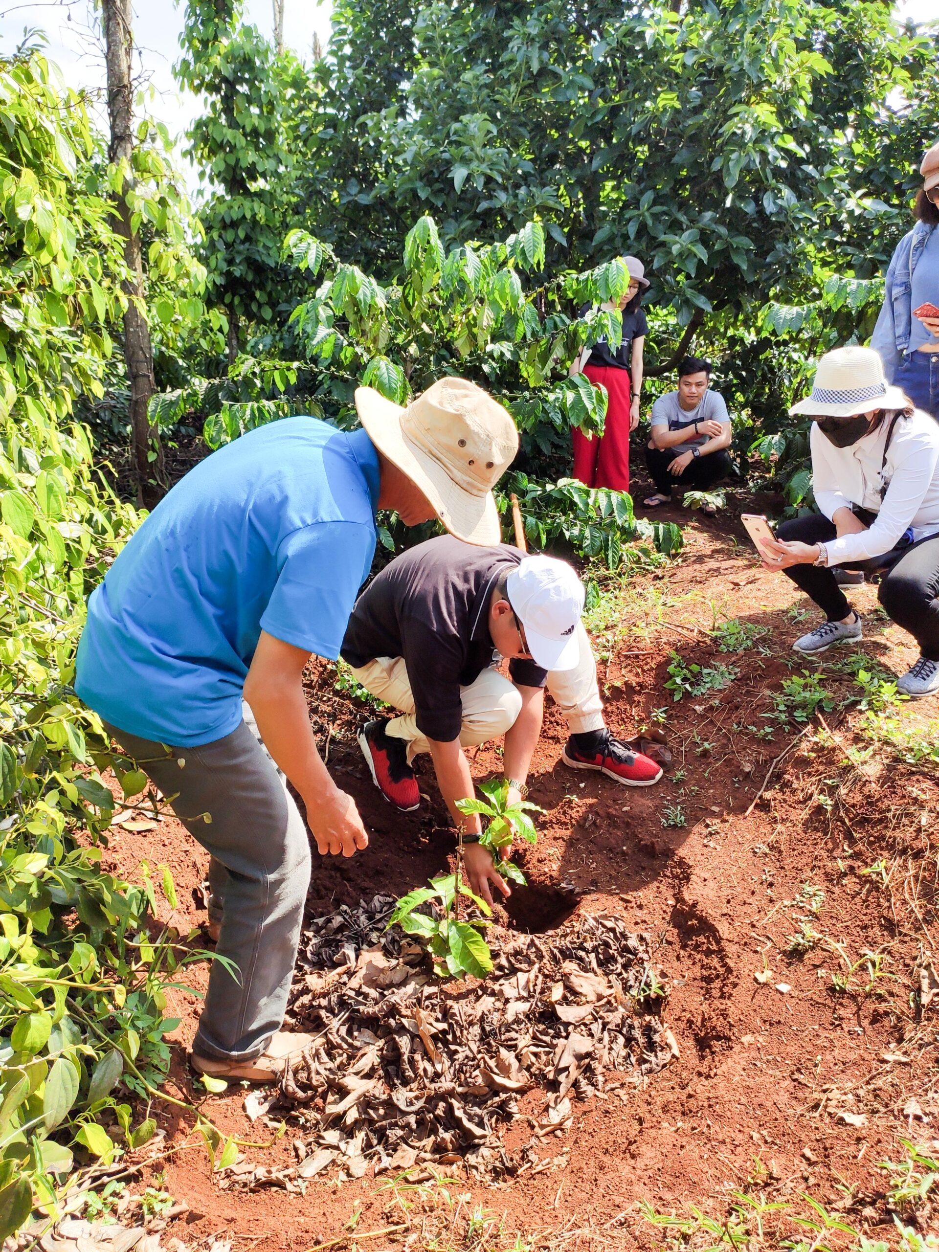 We tried our hand at planting a coffee tree