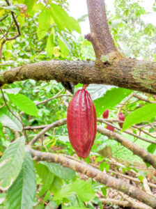 Cacao fruit at Muoi Cuong Cacao Farm