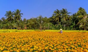 Ba Bo Flower Field in Can Tho Travel Guide