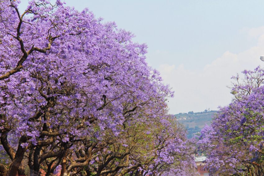 4 Tips for watching Jacaranda in Kunming